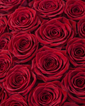 Rosalisha Roses
